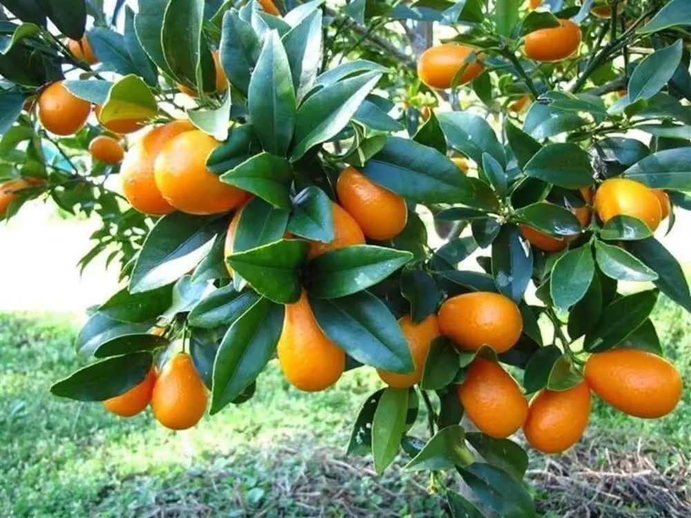ส้มกัมควอท