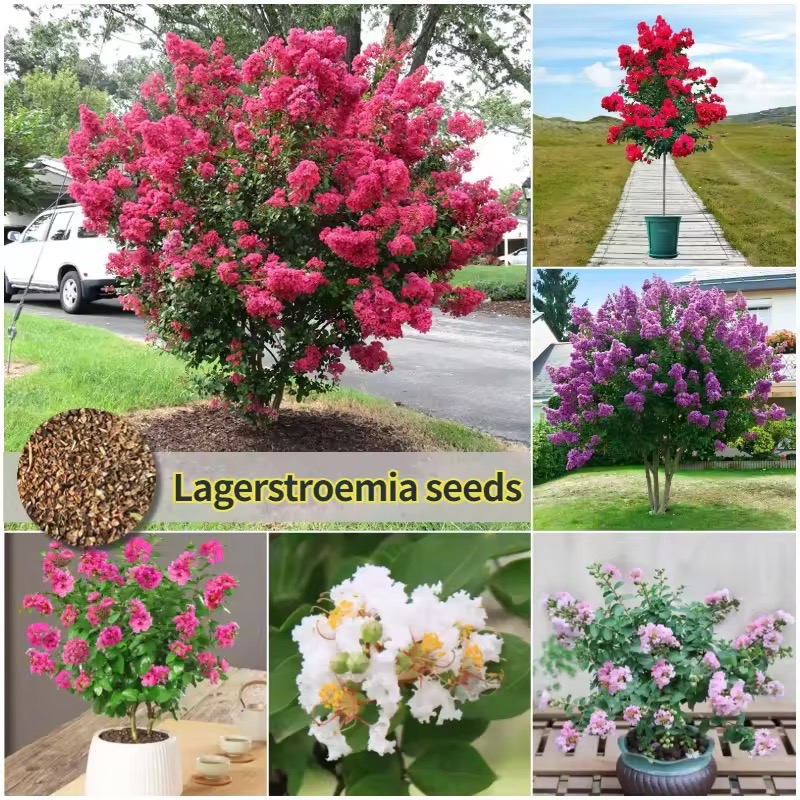 เมล็ดพันธุ์ ลาเกอร์สโตรเมีย บรรจุ 300เมล็ด Lagerstroemia Flower Seeds for Planting & Gardening 