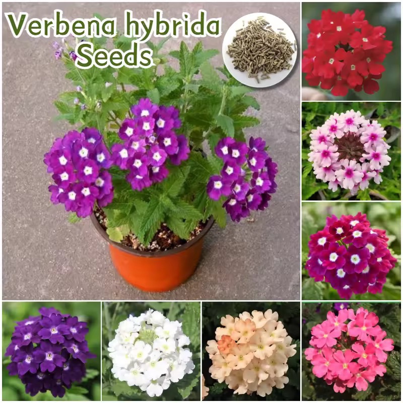 เมล็ดพันธุ์ เวอร์บีน่า ไฮบริดา บรรจุ 150 เมล็ด คละสี Verbena hybrida Flower Seed เมล็ดดอกไม้